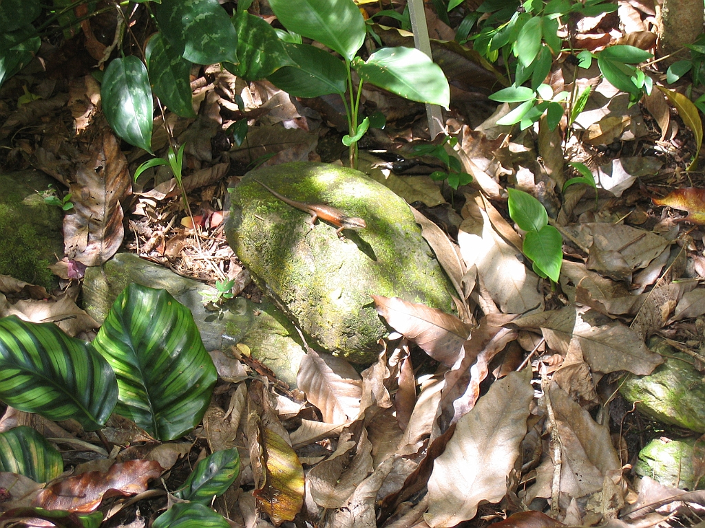 CairnsTC040 Jardin Botanique 040.jpg